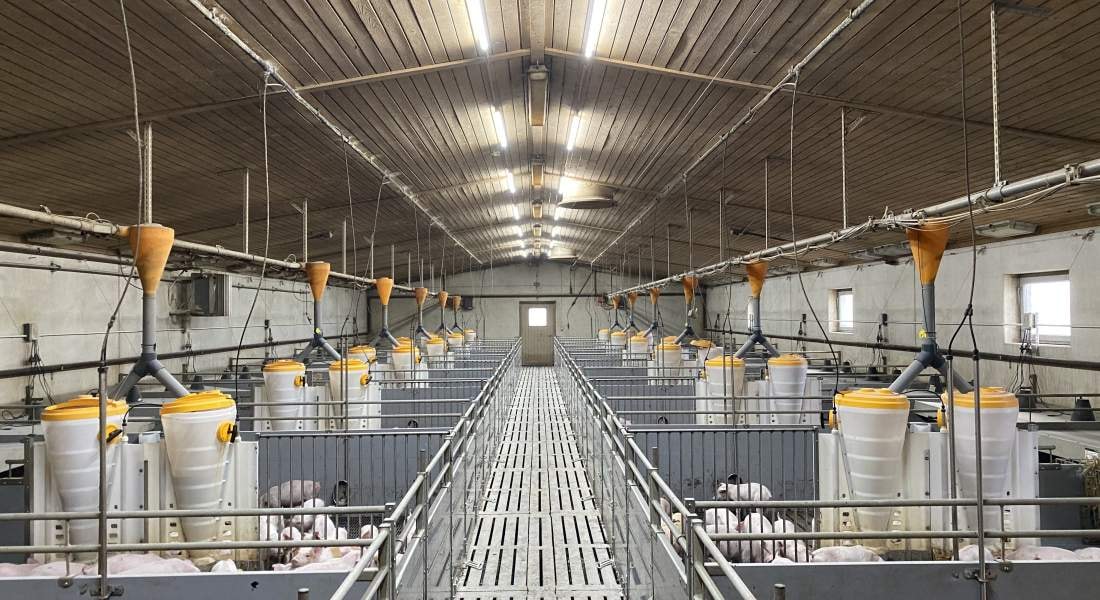 LED-belysning för lantbruk och industri